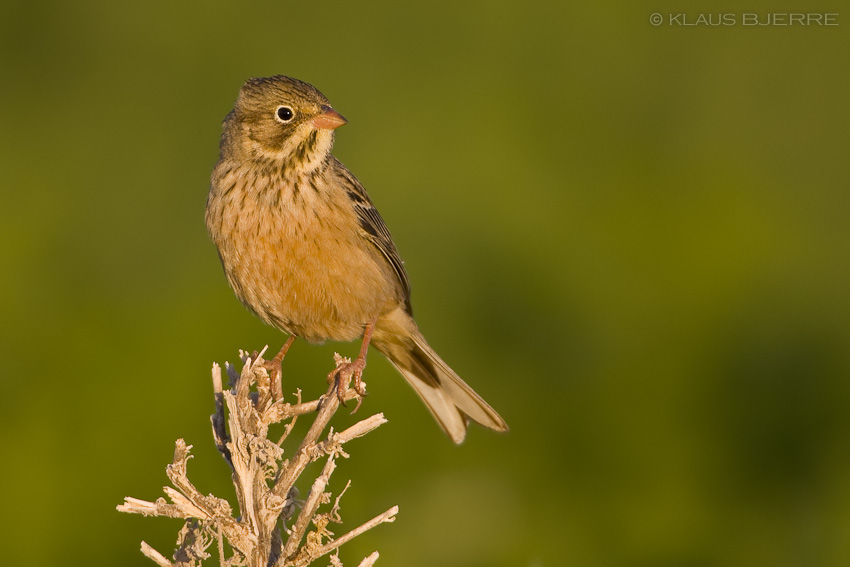 Ortulan Bunting_KBJ4510.jpg - Ortolan Bunting - Kibbutz Neot Semadar